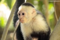 Weißschulterkapuziner (Cebus capucinus capucinus) im Manuel Antonio Nationalpark