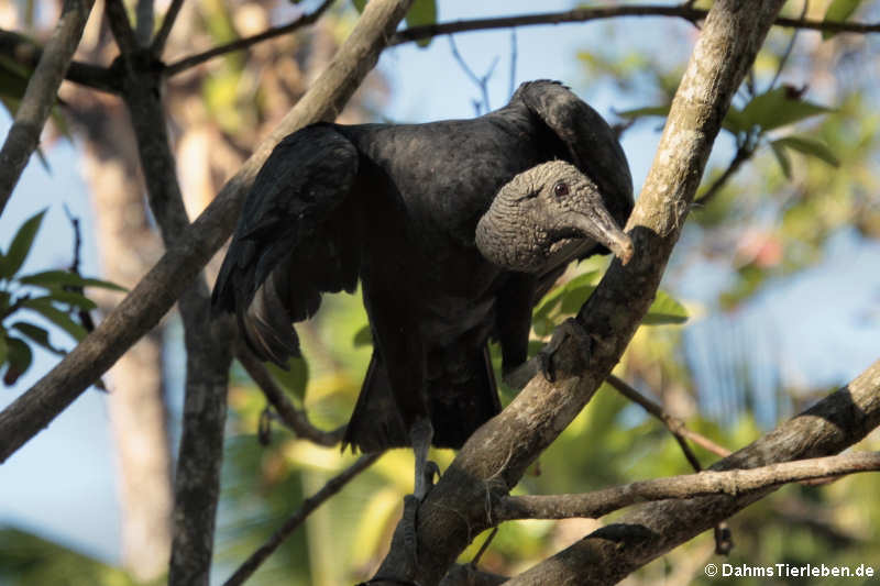 Rabengeier (Coragyps atratus brasiliensis)