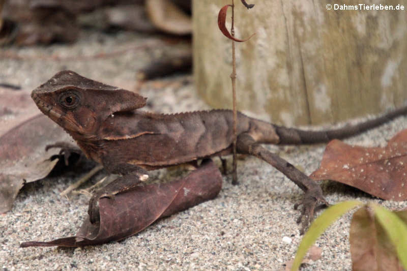 Helmleguan (Corytophanes cristatus)