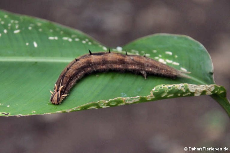 Caligo memnon (Raupe)