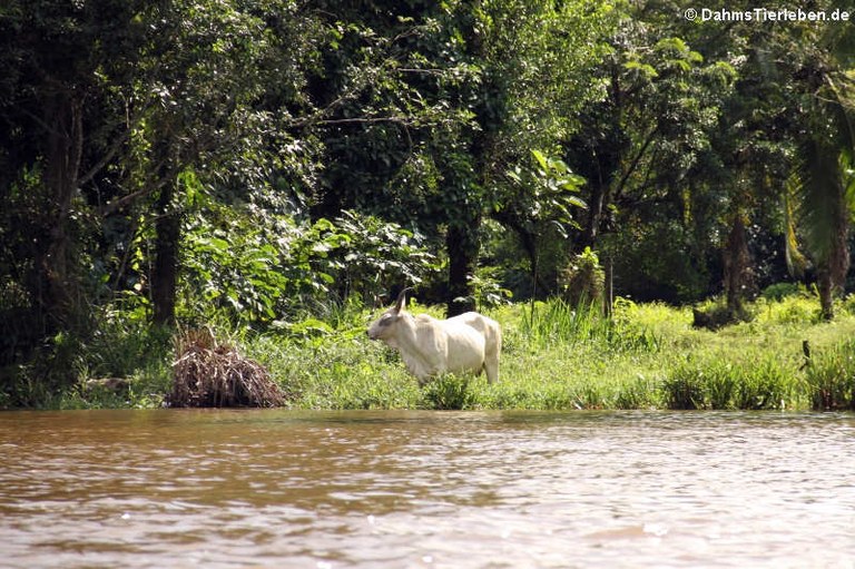 Nationalpark Tortuguero