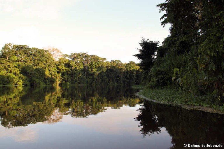 Nationalpark Tortuguero