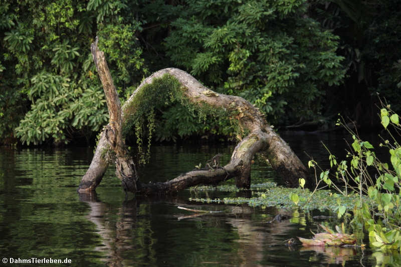 Abgestorbenes Holz wird sofort wieder bevölkert