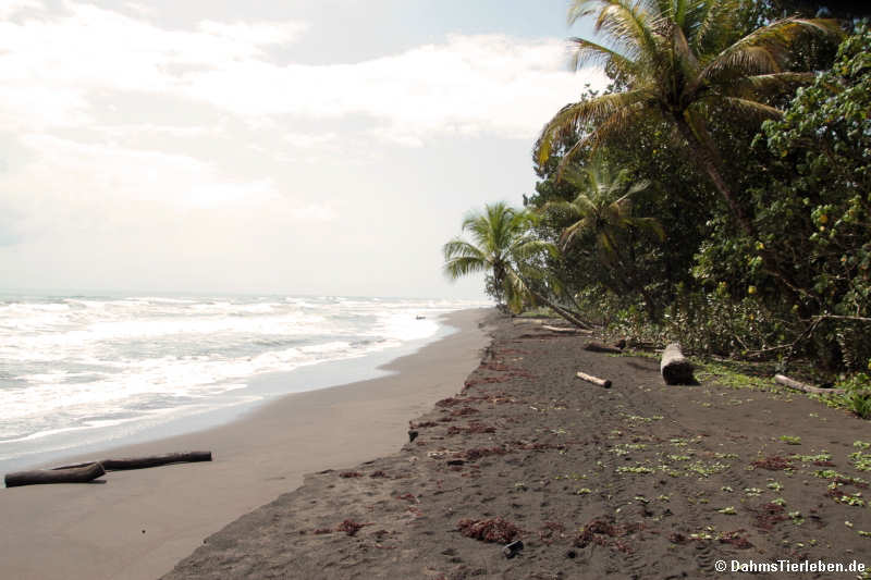 Ein für Tortuguero typischer Strand