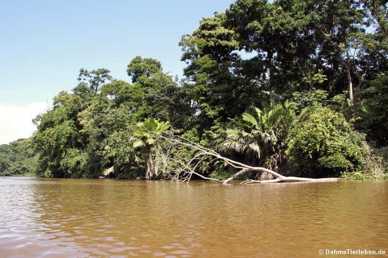 Nationalpark Tortuguero