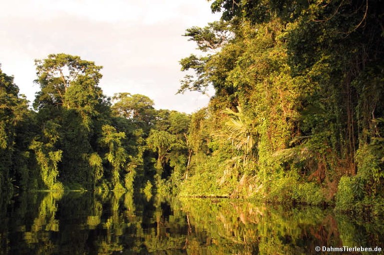 Nationalpark Tortuguero