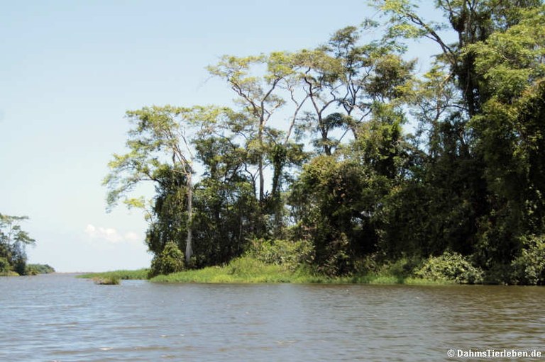 Nationalpark Tortuguero