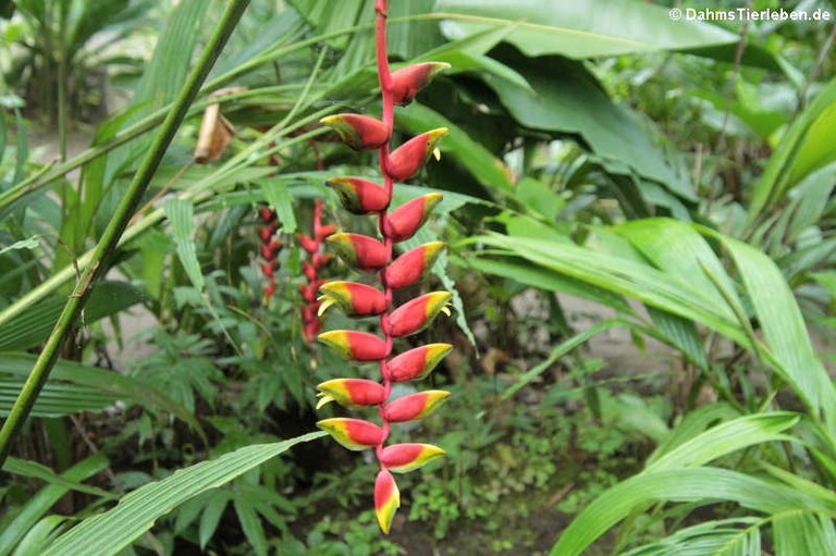 Nationalpark Tortuguero