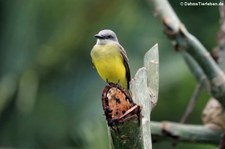 Trauertyrann (Tyrannus melancholicus satrapa) im Nationalpark Tortuguero, Costa Rica