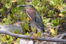 Grünreiher (Butorides virescens virescens) auf Curaçao