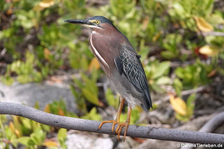 Butorides virescens virescens