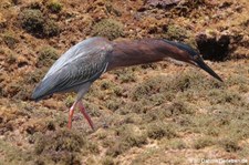 Grünreiher (Butorides virescens virescens) auf Curaçao