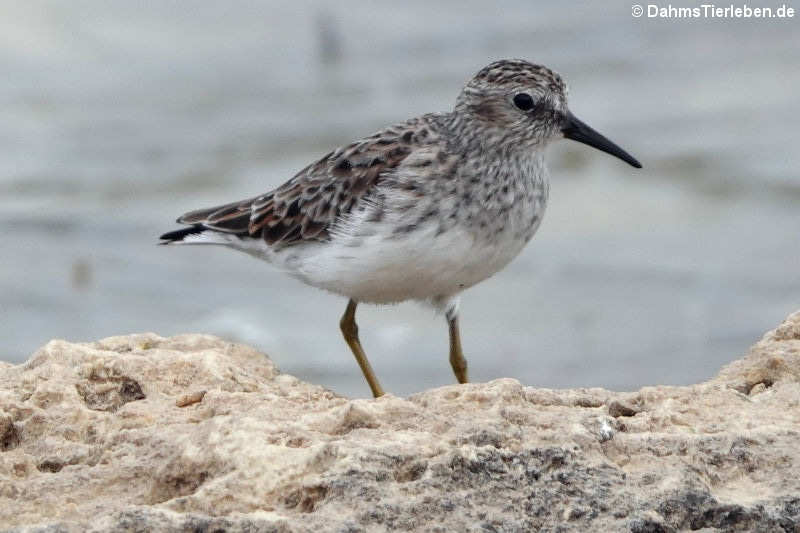 Wiesenstrandläufer (Calidris minutilla)