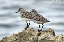 Sandstrandläufer (Calidris pusilla) auf Curaçao