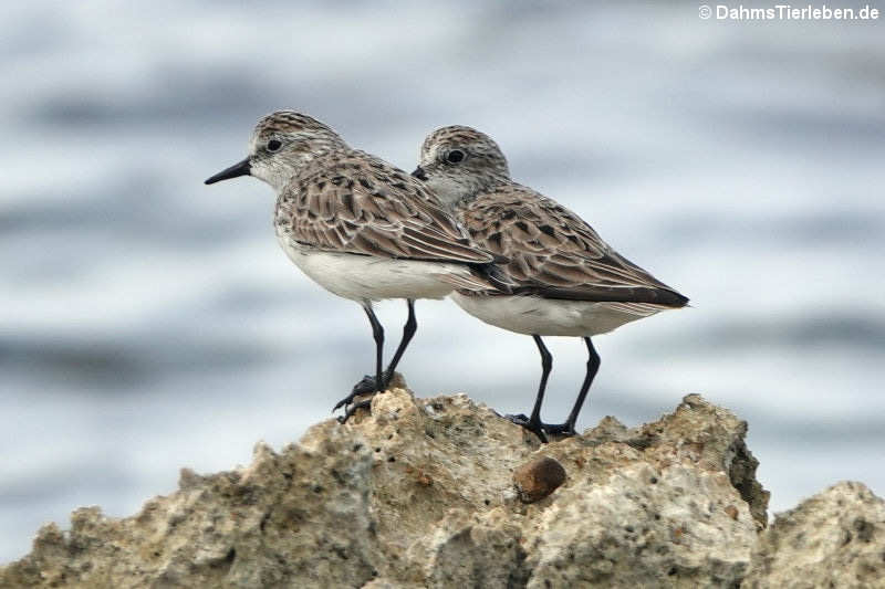 Sandstrandläufer (Calidris pusilla)