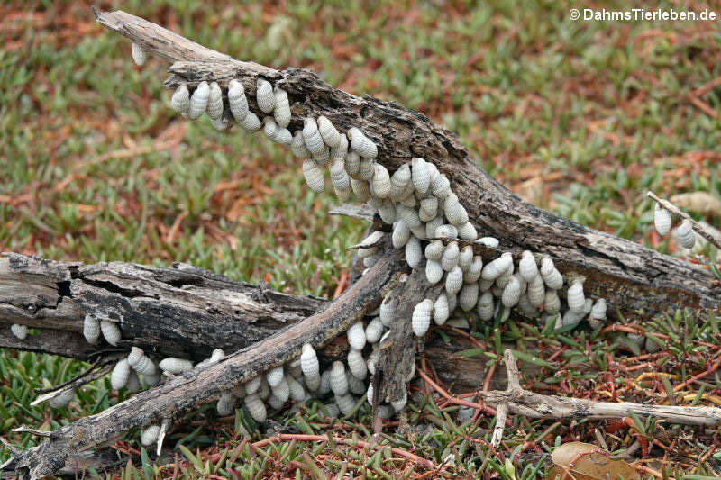 Schnecken (Cerion uva)