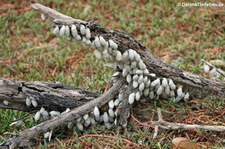 Schnecken (Cerion uva) auf Curaçao