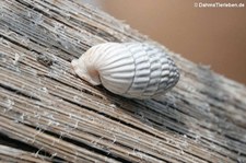 Schnecke (Cerion uva) auf Curaçao