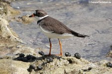 Amerika-Sandregenpfeifer (Charadrius semipalmatus) auf Curaçao