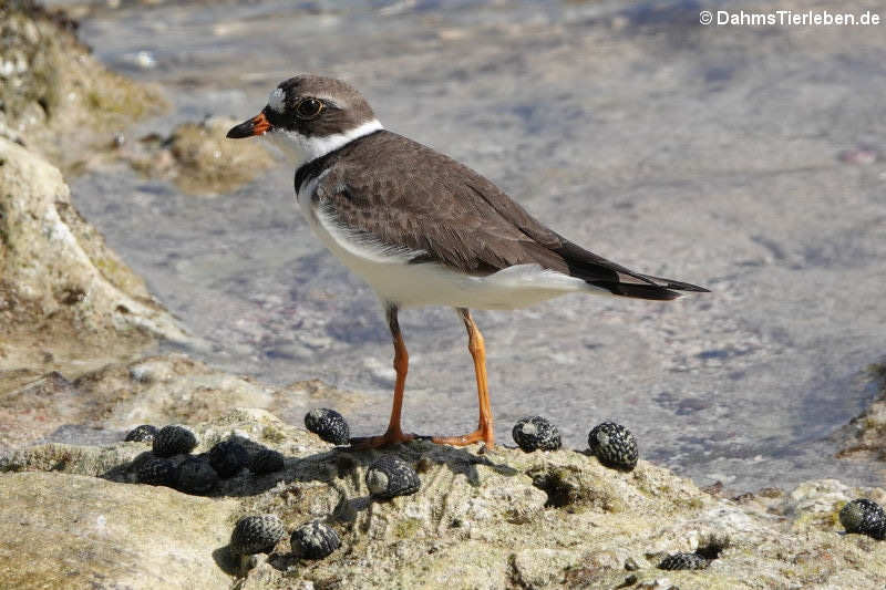 Amerika-Sandregenpfeifer (Charadrius semipalmatus)