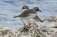 Amerika-Sandregenpfeifer (Charadrius semipalmatus) auf Curaçao