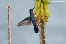 Blauschwanz-Smaragdkolibri (Chlorostilbon mellisugus caribaeus) auf Curaçao