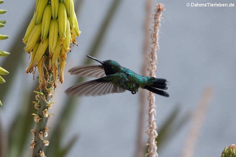 Chlorostilbon mellisugus caribaeus