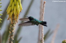 Blauschwanz-Smaragdkolibri (Chlorostilbon mellisugus caribaeus) auf Curaçao