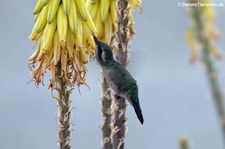 Blauschwanz-Smaragdkolibri (Chlorostilbon mellisugus caribaeus) auf Curaçao