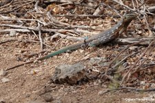 Curaçao-Rennechse (Cnemidophorus murinus) auf Curaçao