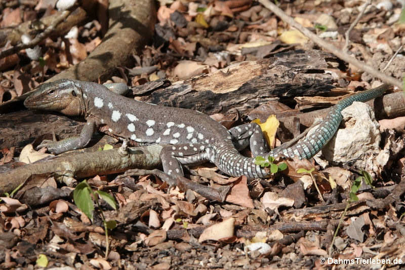 Curaçao-Rennechse (Cnemidophorus murinus) 