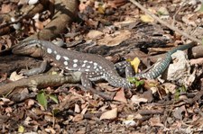 Männliche Curaçao-Rennechse (Cnemidophorus murinus) auf Curaçao