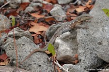 Curaçao-Rennechse (Cnemidophorus murinus) auf Curaçao