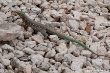 Curaçao-Rennechse (Cnemidophorus murinus) auf Curaçao