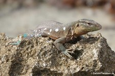 Curaçao-Rennechse (Cnemidophorus murinus) auf Curaçao