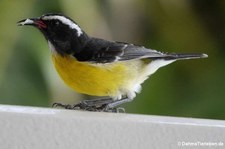 Zuckervogel (Coereba flaveola uropygialis) auf Curaçao