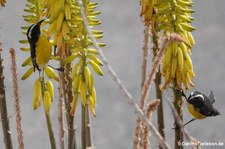 Zuckervögel (Coereba flaveola uropygialis) auf Curaçao