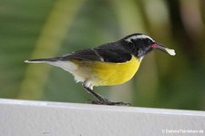 Zuckervogel (Coereba flaveola uropygialis) auf Curaçao