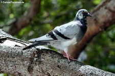 Felsentaube (Columba livia) auf Curaçao