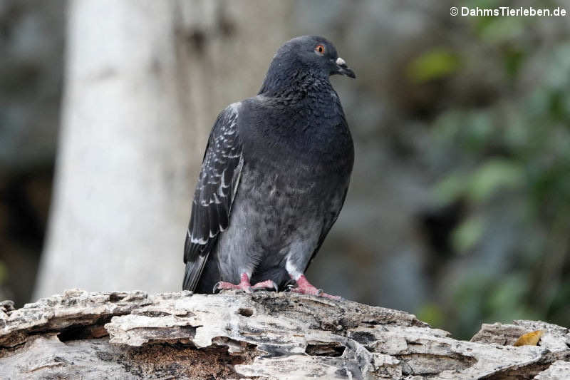 Columba livia