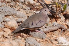 Sperlingstäubchen (Columbina passerina albivitta) auf Curaçao