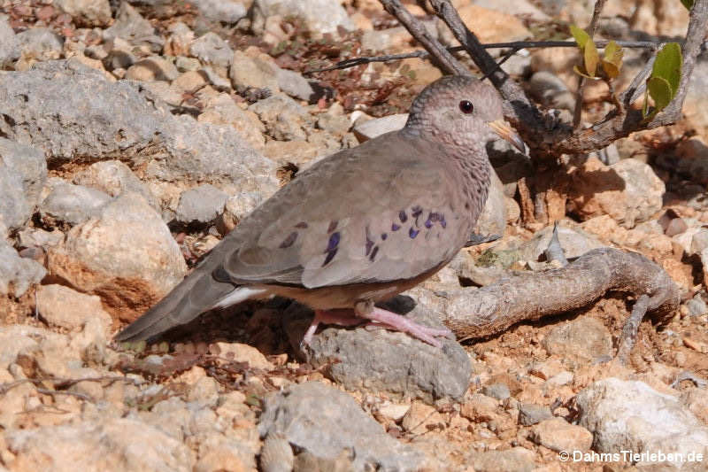 Sperlingstäubchen (Columbina passerina albivitta)