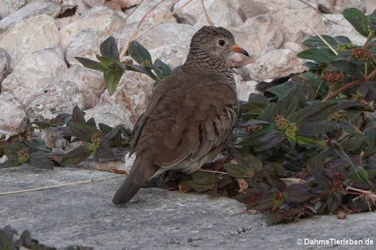 Columbina passerina albivitta