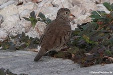 Sperlingstäubchen (Columbina passerina albivitta) auf Curaçao