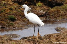 Schmuckreiher (Egretta thula thula) auf Curaçao