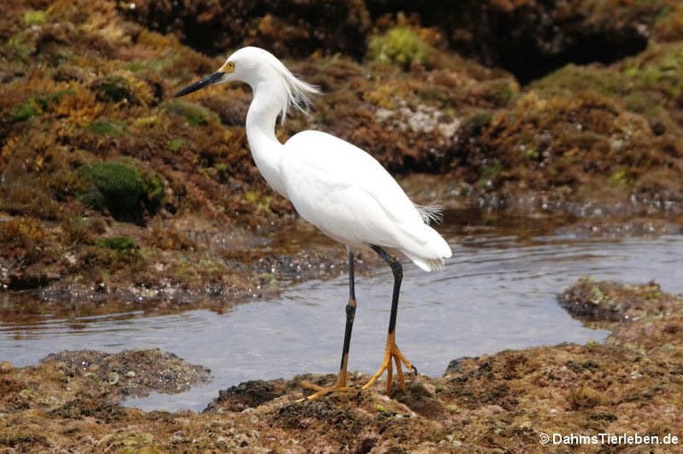 Egretta thula thula