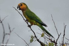 Braunwangensittich (Eupsittula pertinax pertinax) auf Curacao