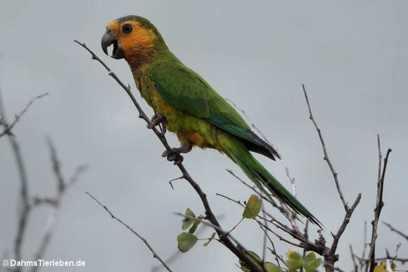 Braunwangensittich (Eupsittula pertinax pertinax)