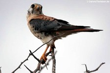 Buntfalke (Falco sparverius brevipennis) auf Curaçao