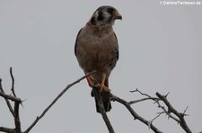 Buntfalke (Falco sparverius brevipennis) auf Curaçao